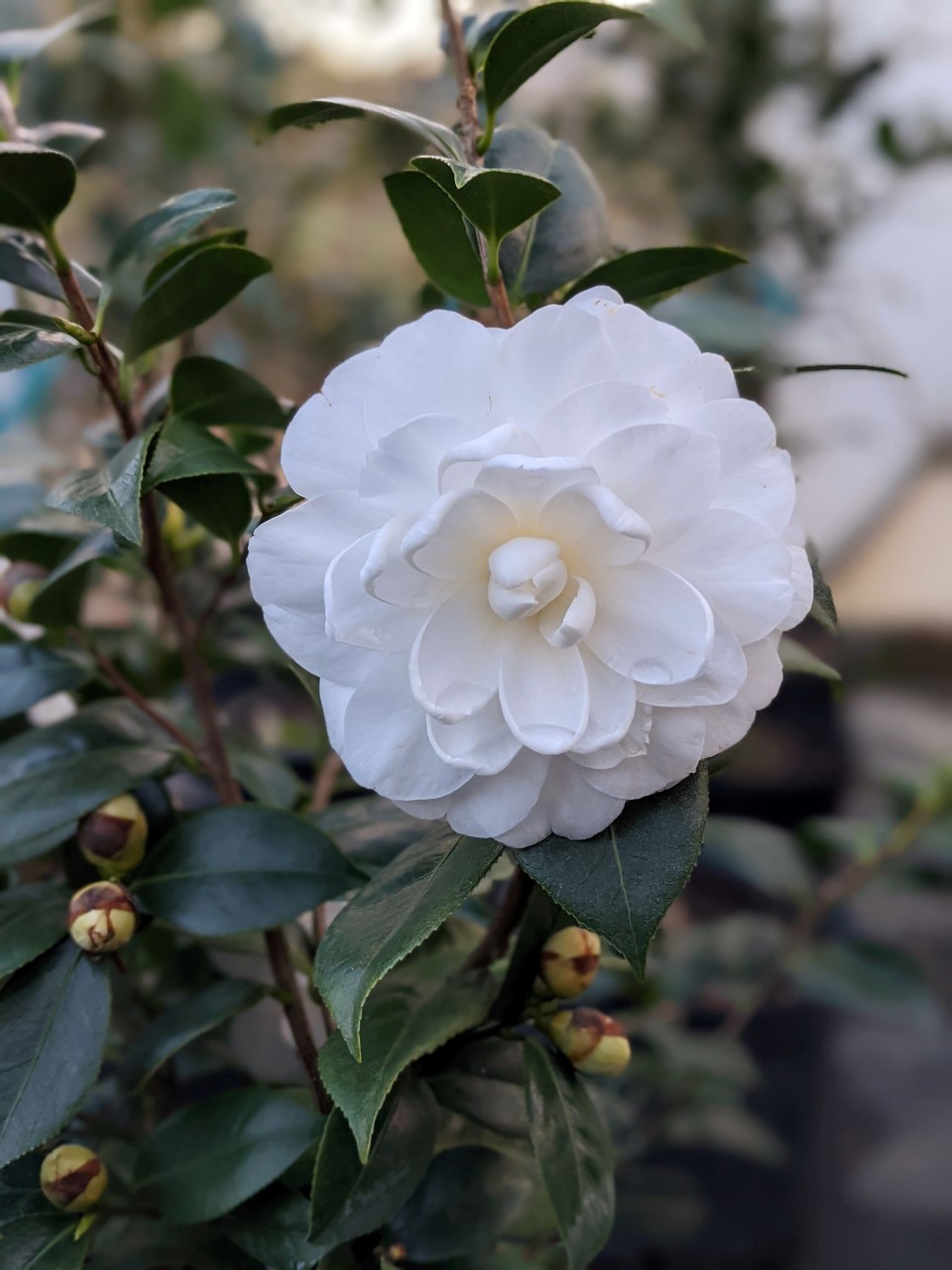C. japonica 'White by the Gate'